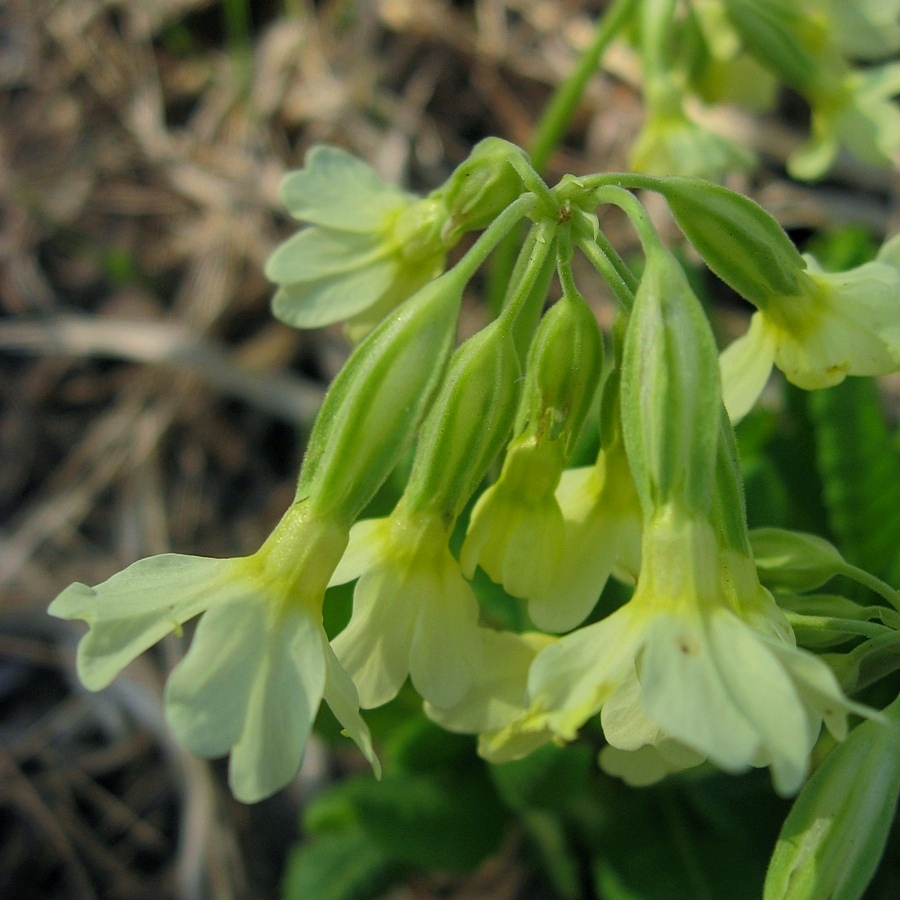 Image of Primula pallasii specimen.