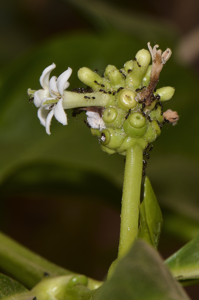 Image of Morinda citrifolia specimen.