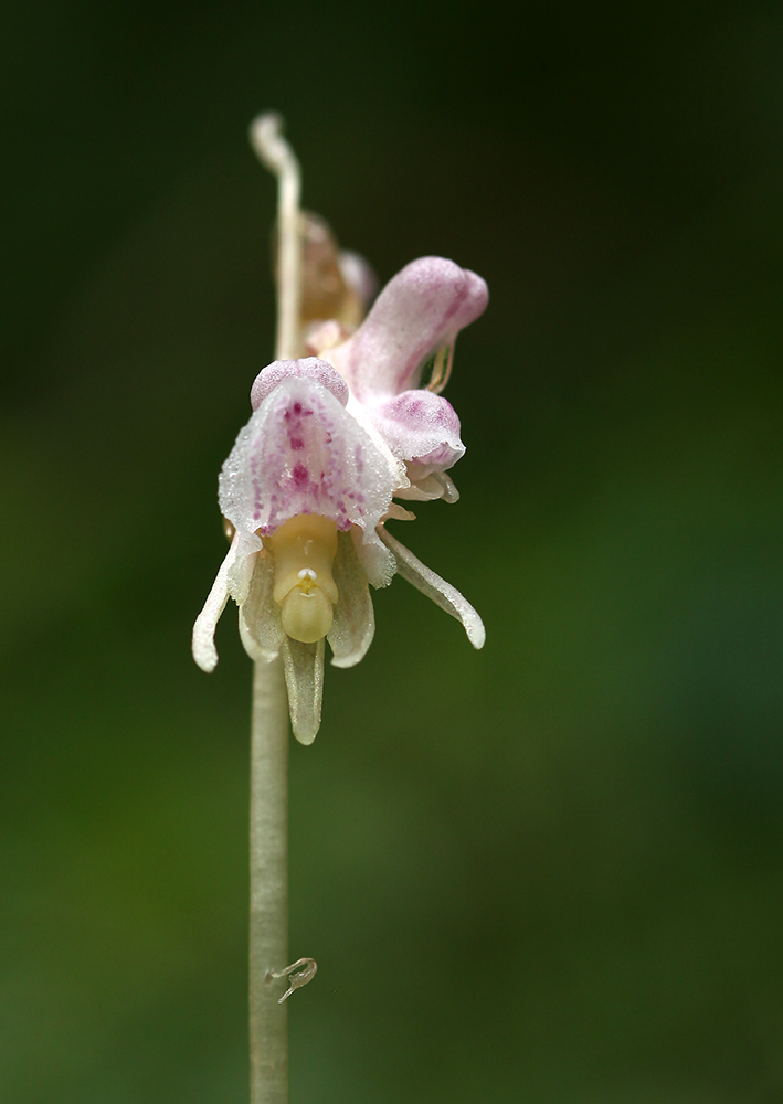 Image of Epipogium aphyllum specimen.