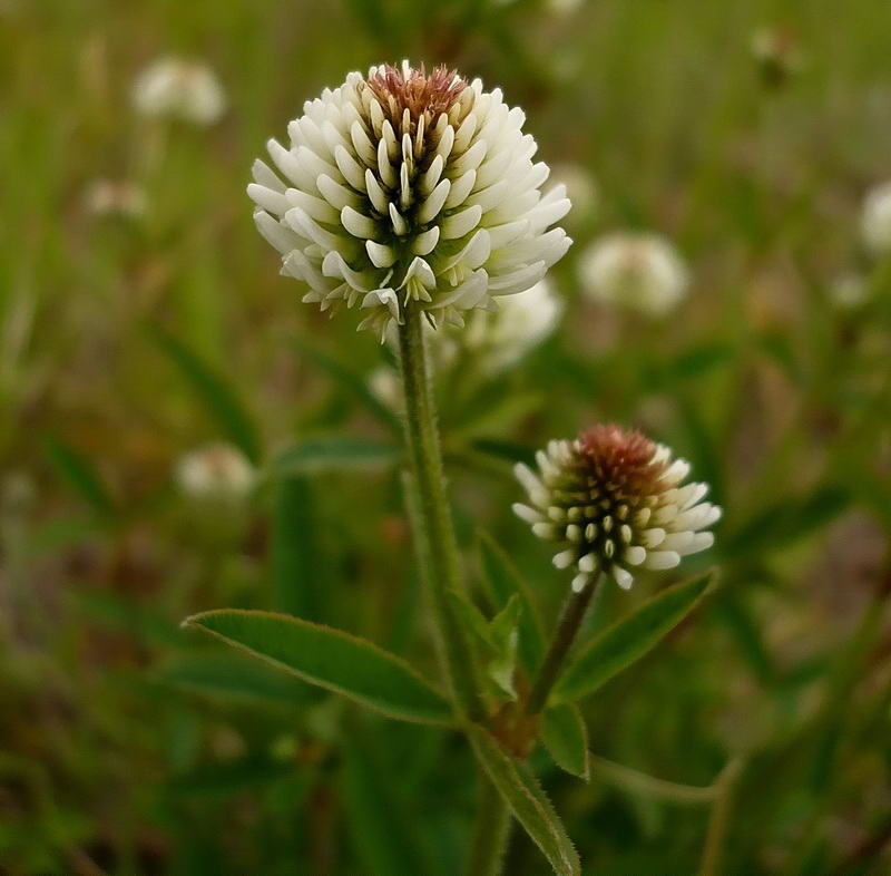 Image of Trifolium montanum specimen.