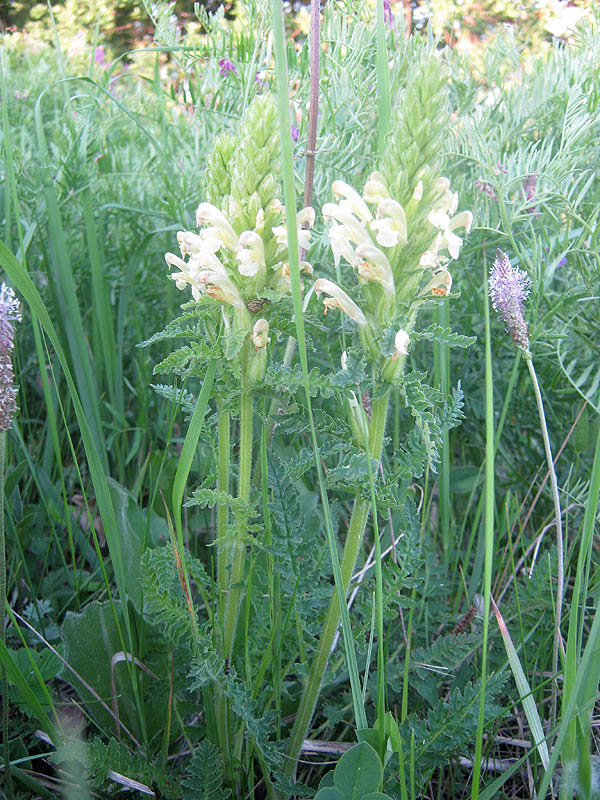 Image of Pedicularis kaufmannii specimen.