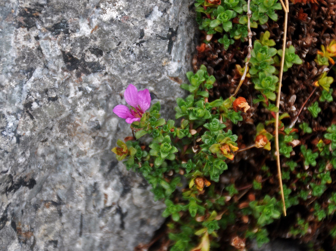 Image of Saxifraga oppositifolia specimen.