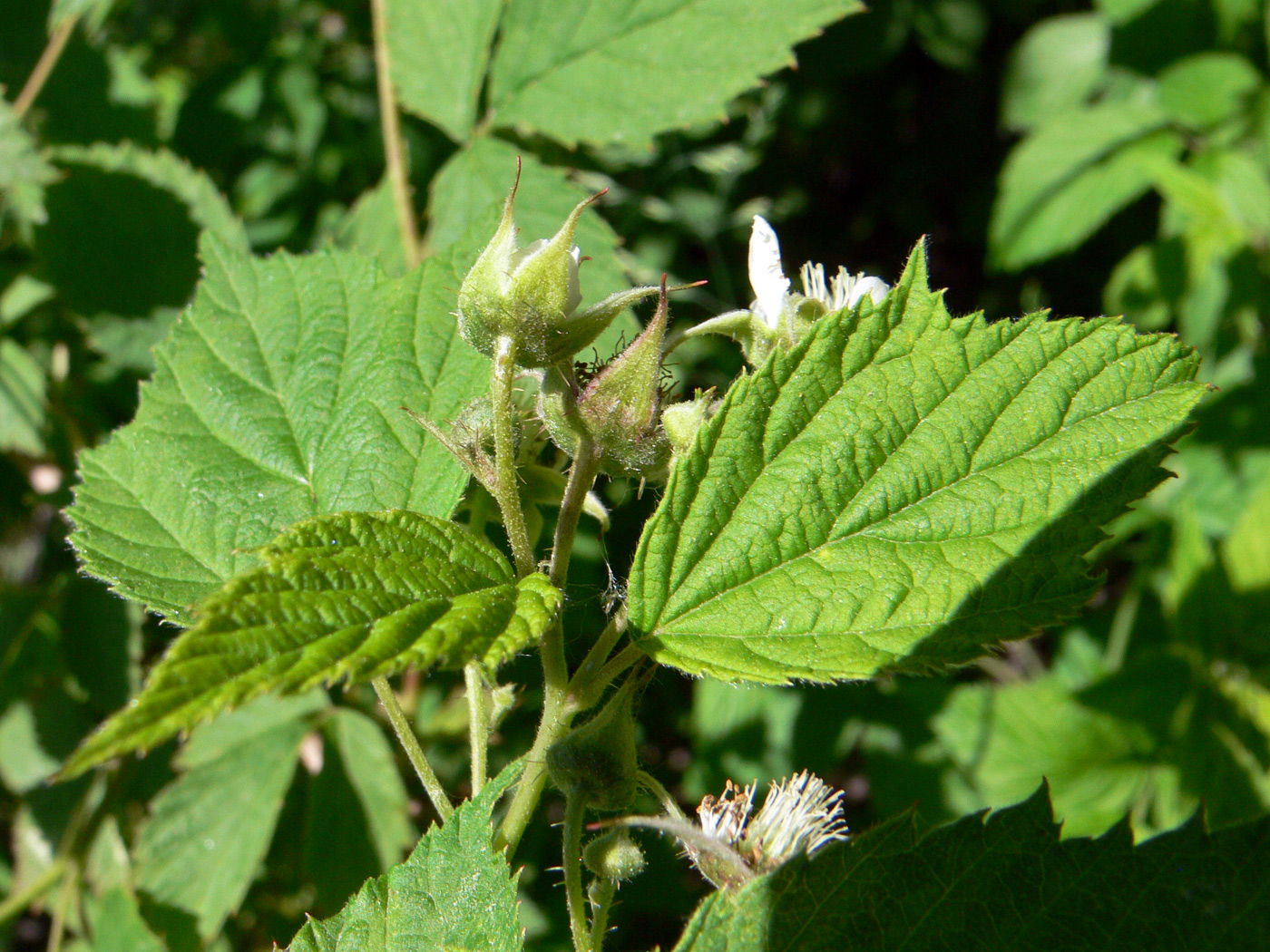 Изображение особи Rubus idaeus.