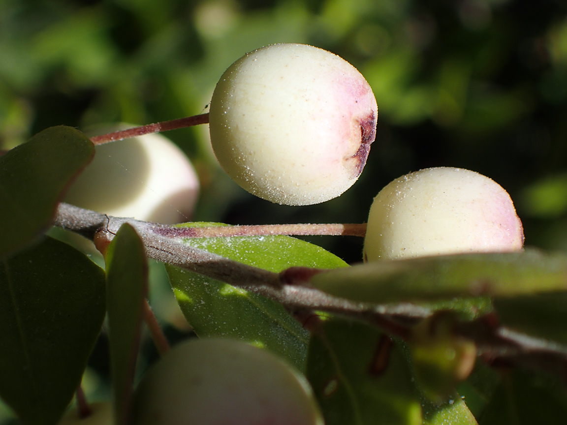 Изображение особи Myrtus communis var. leucocarpa.