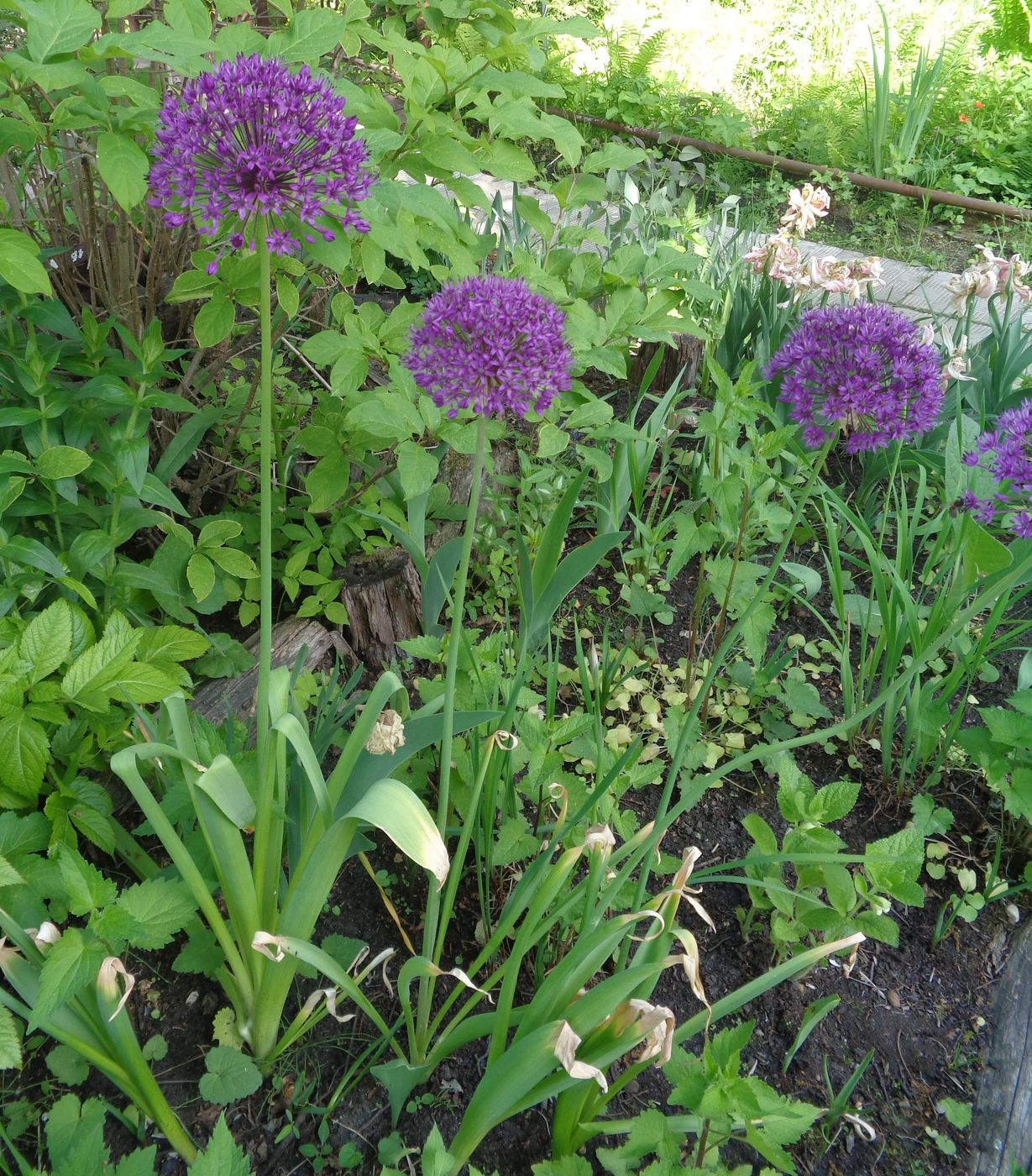 Image of genus Allium specimen.