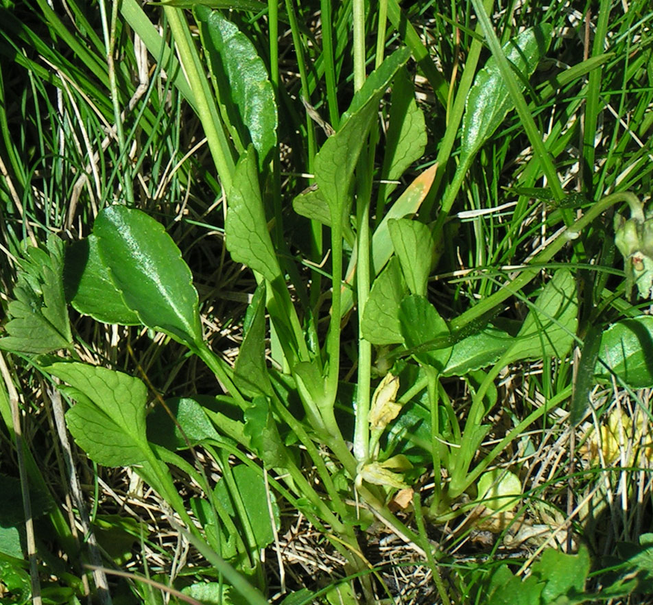 Image of Viola altaica specimen.