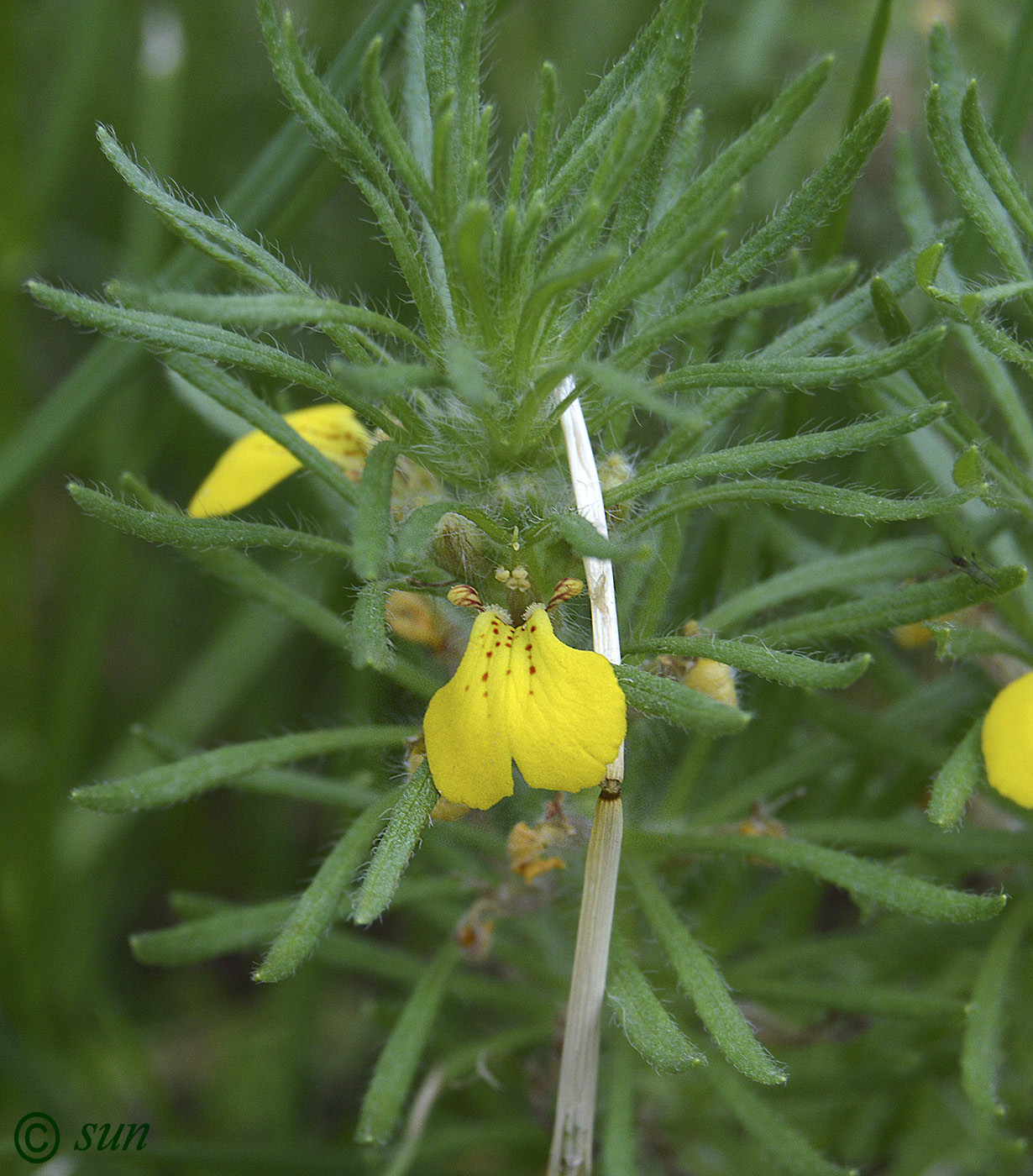 Image of Ajuga chia specimen.