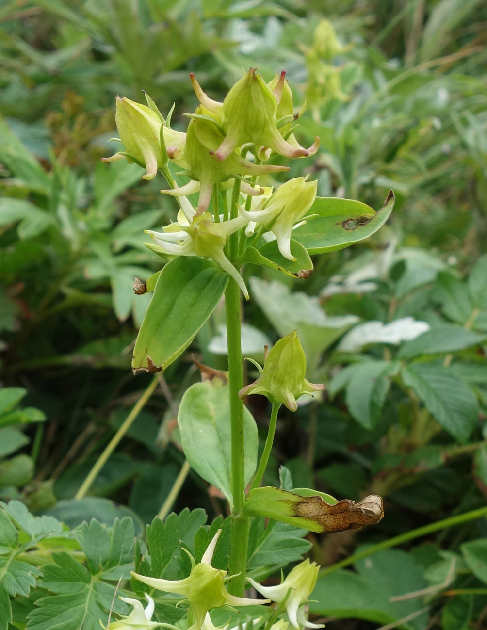 Image of Halenia corniculata specimen.