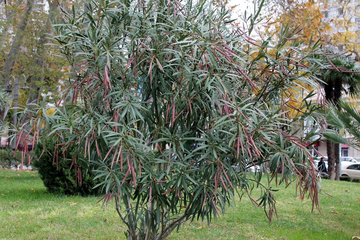 Image of Nerium oleander specimen.