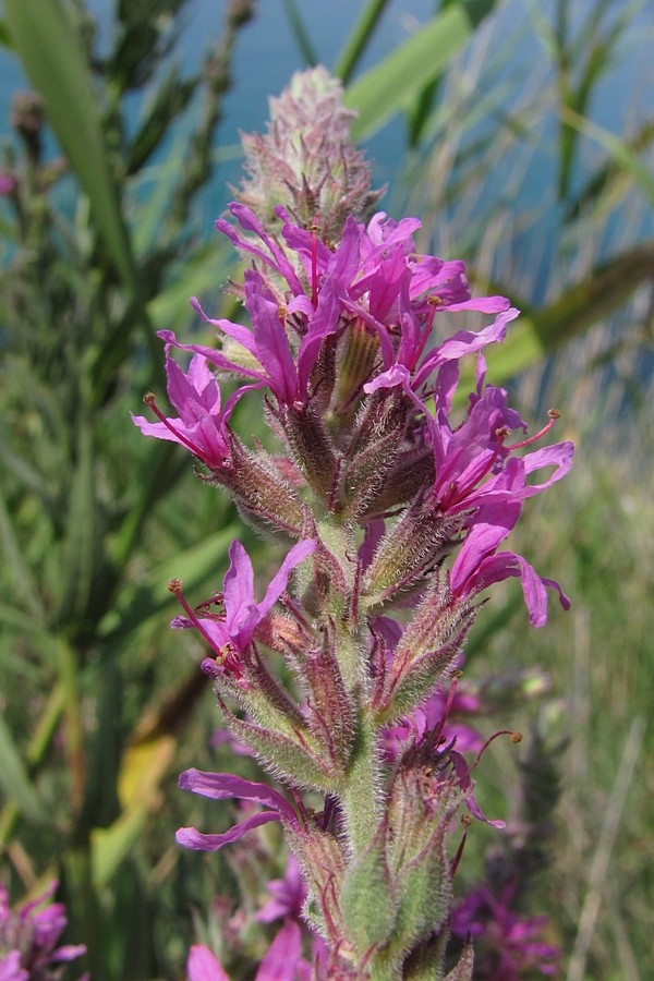 Image of Lythrum tomentosum specimen.