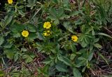 Potentilla chrysantha. Верхушка цветущего растения. Алтай, Онгудайский р-н, окр. с. Белый Бом, ≈ 1100 м н.у.м., луг. 11.06.2019.