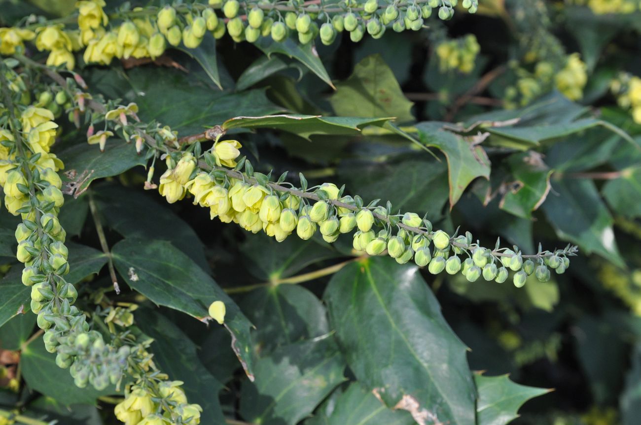 Изображение особи род Mahonia.