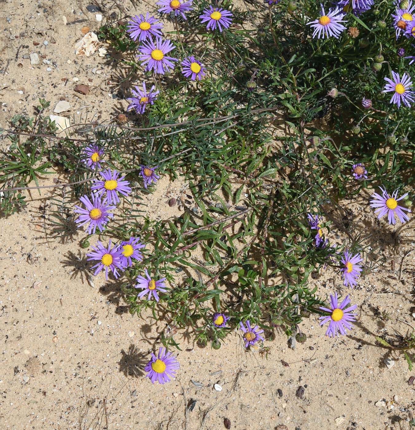 Image of Felicia australis specimen.