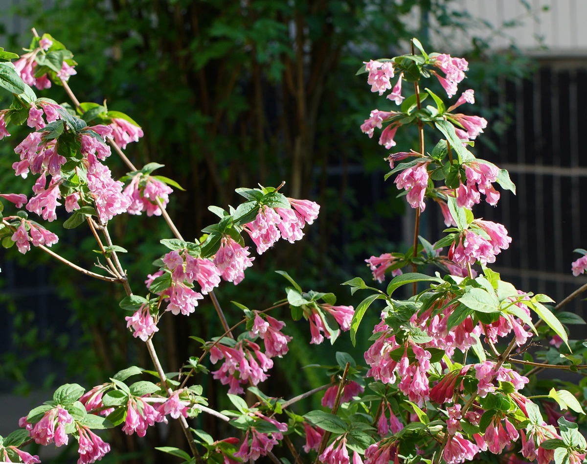 Image of Weigela praecox specimen.