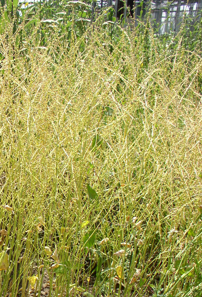 Изображение особи Crambe abyssinica.