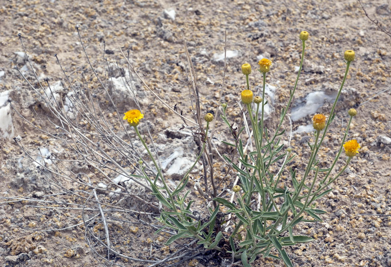 Image of Inula multicaulis specimen.