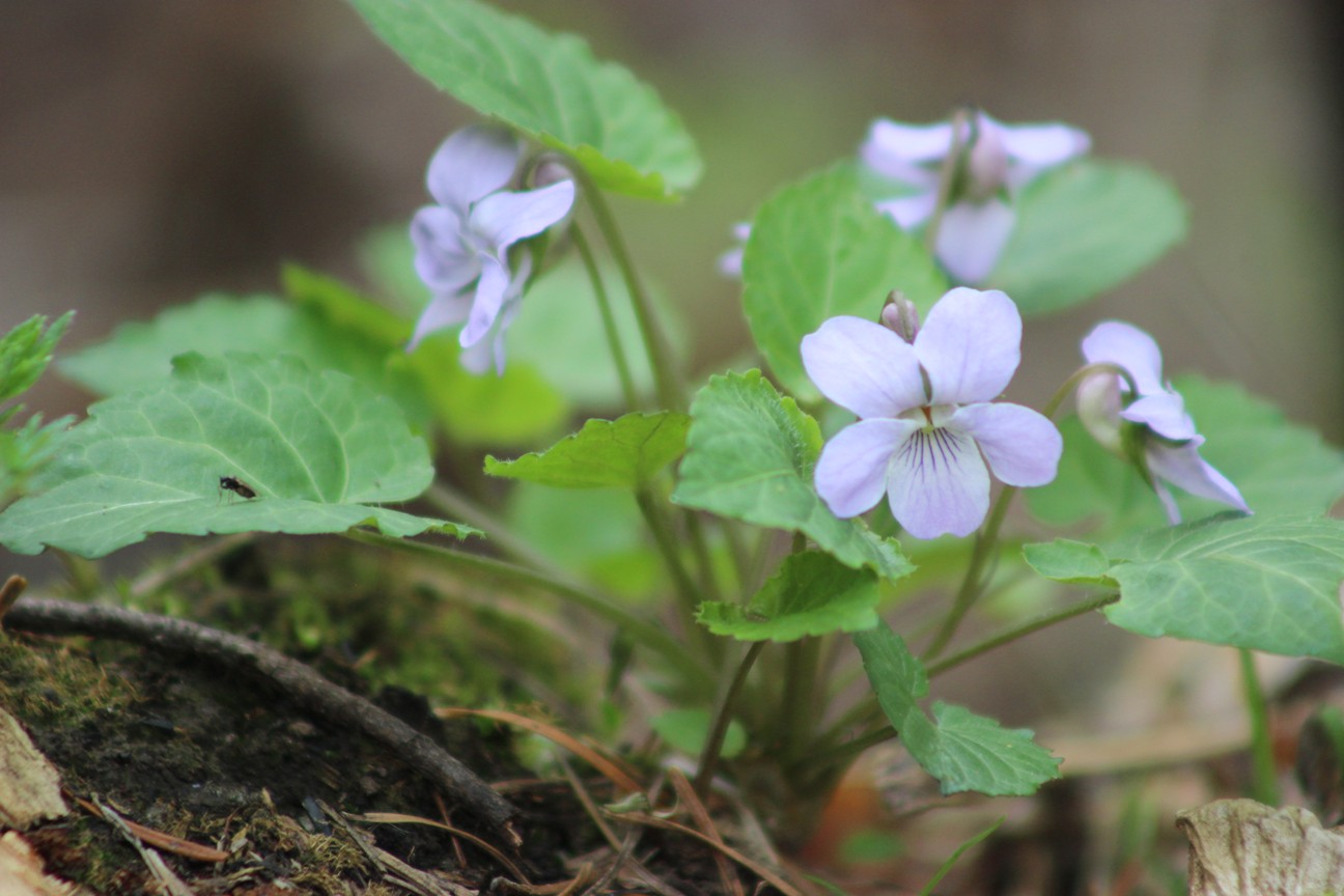 Изображение особи Viola selkirkii.