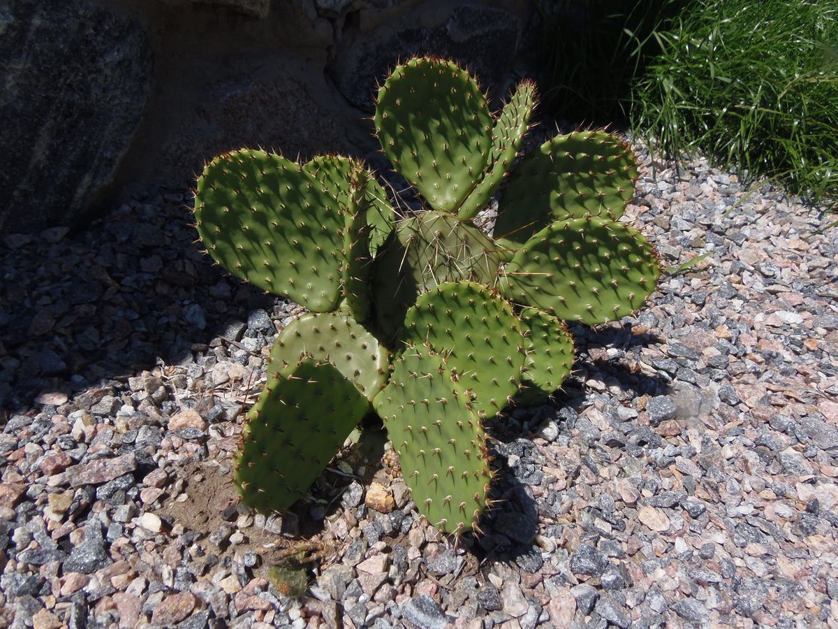 Image of genus Opuntia specimen.