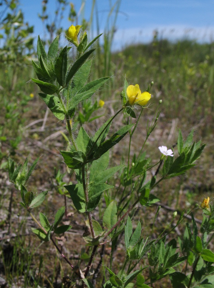 Image of Lotus praetermissus specimen.