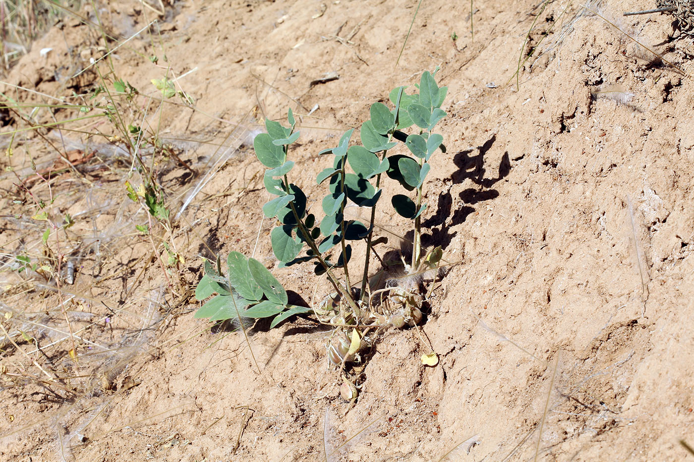 Image of Astragalus pseudoeremophysa specimen.