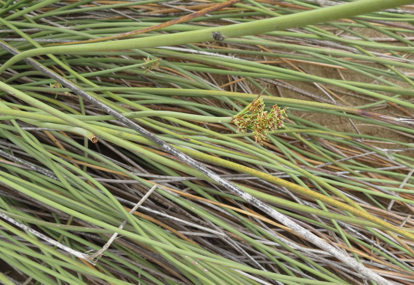 Image of Cyperus marginatus specimen.