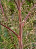 Chenopodium album