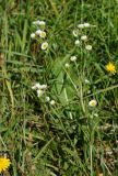 Erigeron annuus