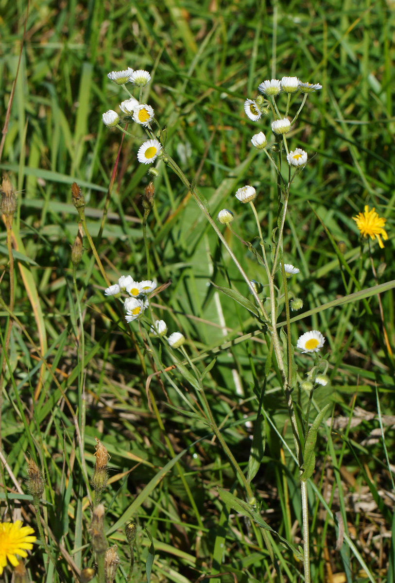 Изображение особи Erigeron annuus.