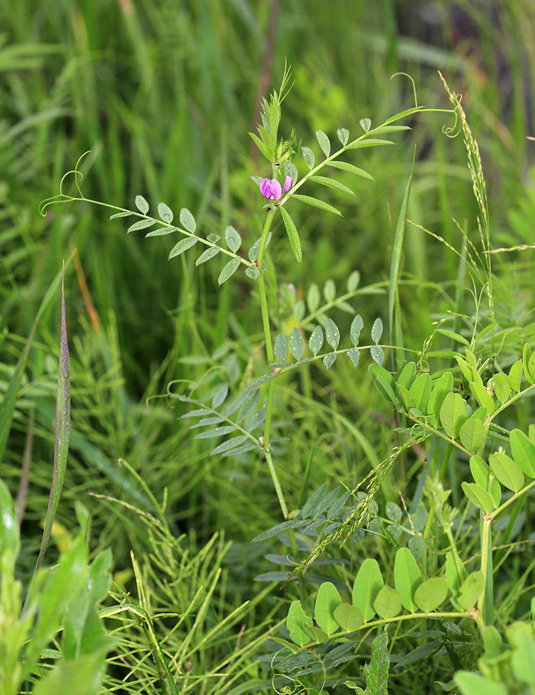 Image of Vicia segetalis specimen.