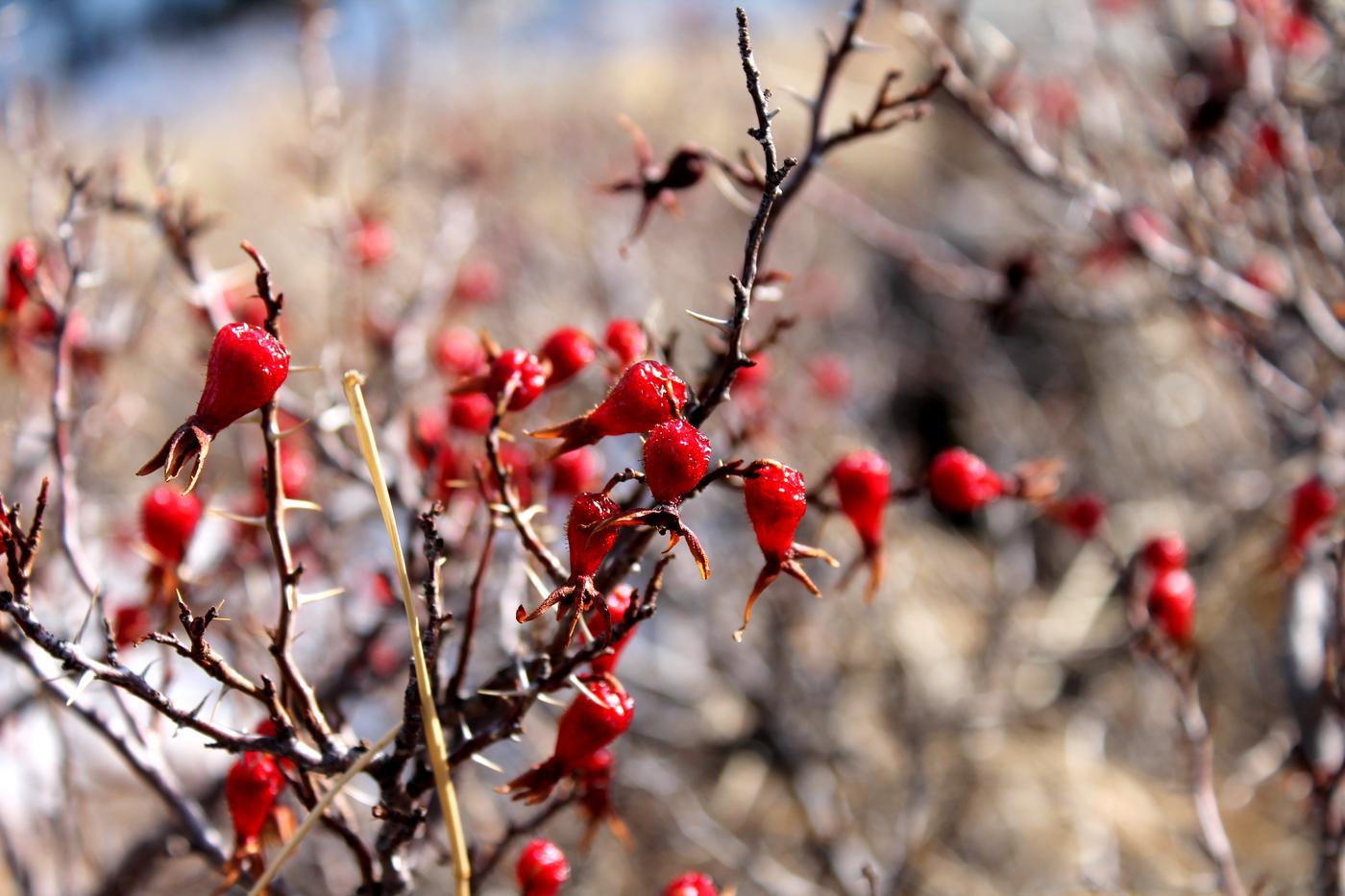 Изображение особи Rosa nanothamnus.