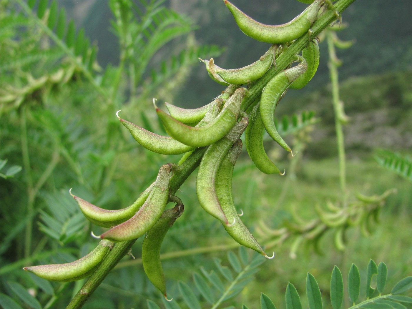 Image of Astragalus falcatus specimen.