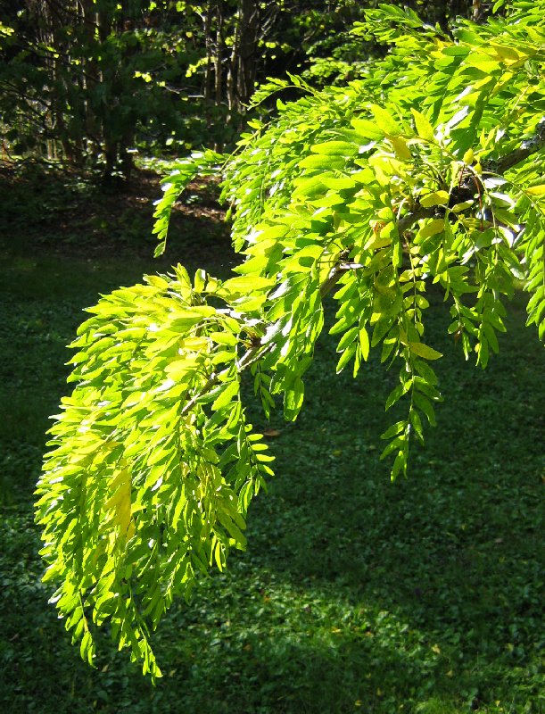 Image of Gleditsia triacanthos specimen.