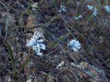 Hyacinthella leucophaea