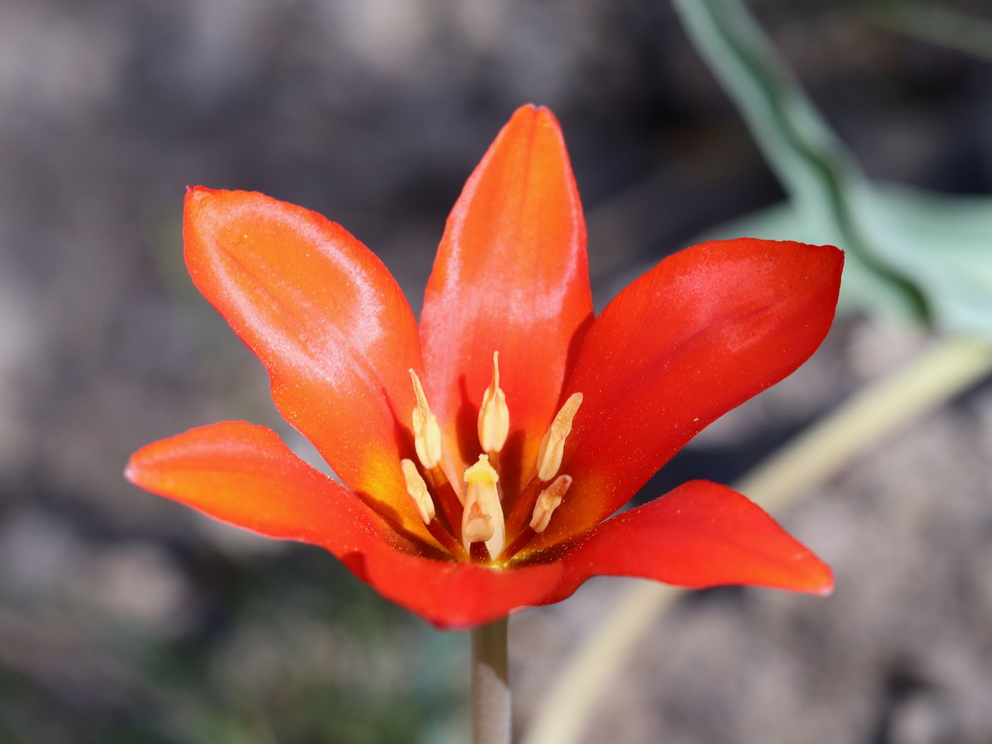 Изображение особи Tulipa butkovii.