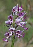 Orchis simia