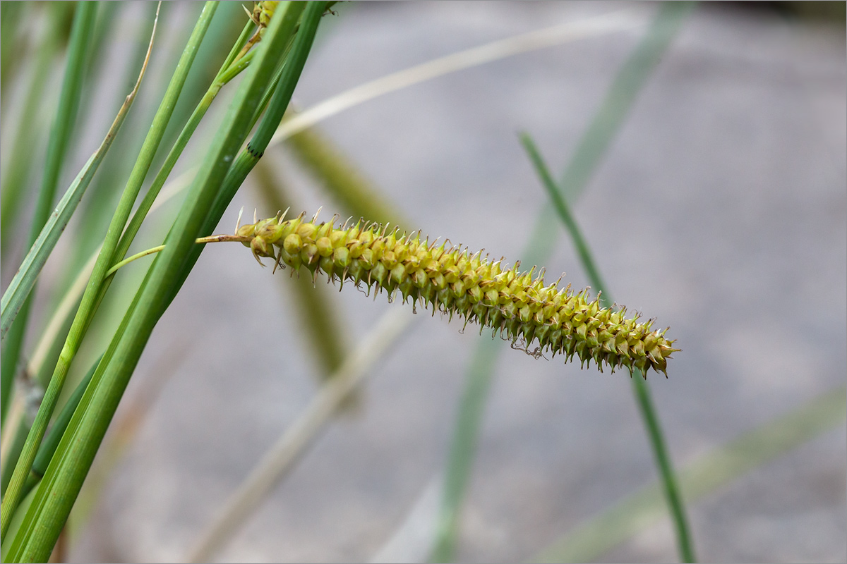 Изображение особи Carex rostrata.