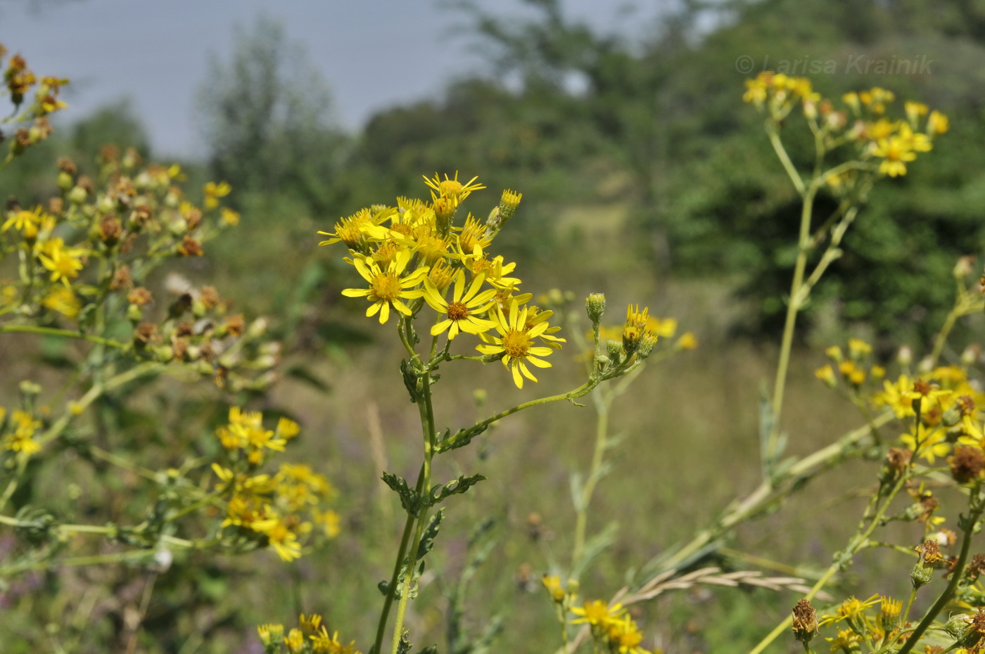 Image of Senecio grandidentatus specimen.