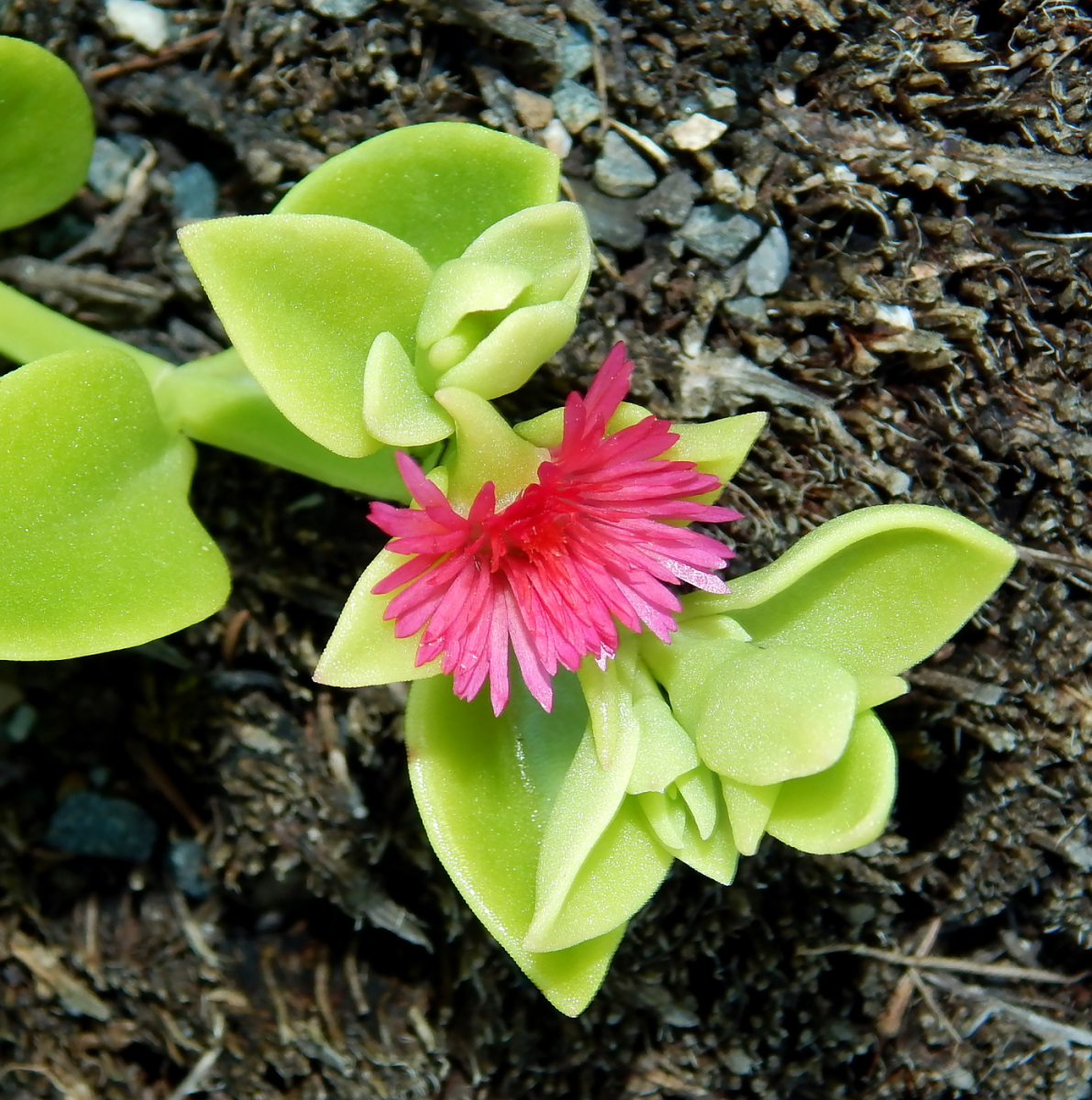 Image of Aptenia &times; vascosilvae specimen.