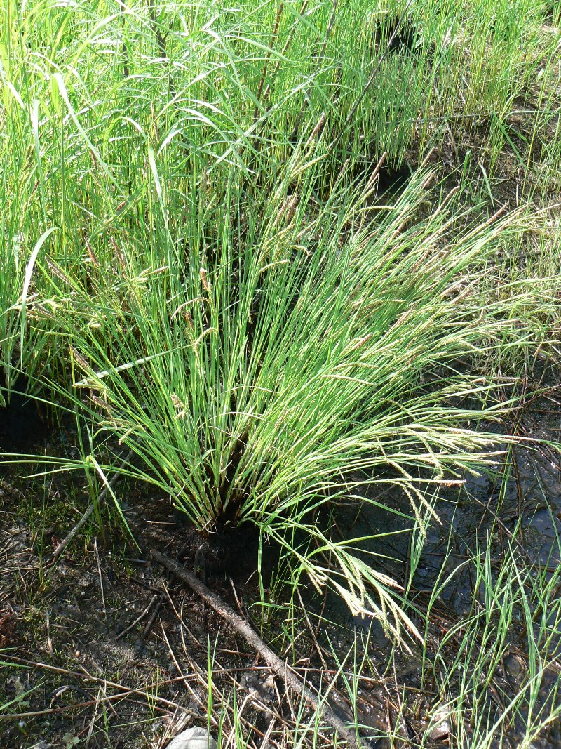 Image of genus Carex specimen.