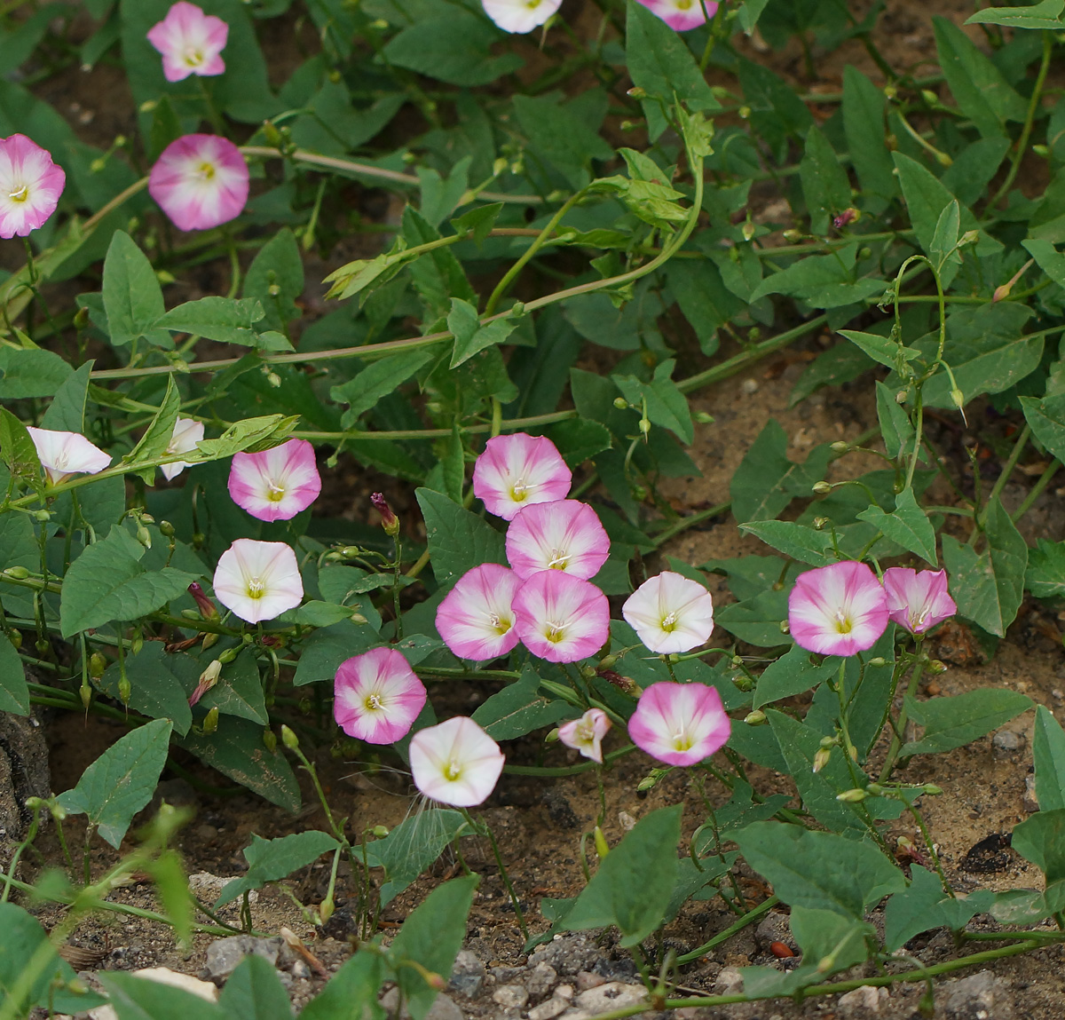 Изображение особи Convolvulus arvensis.