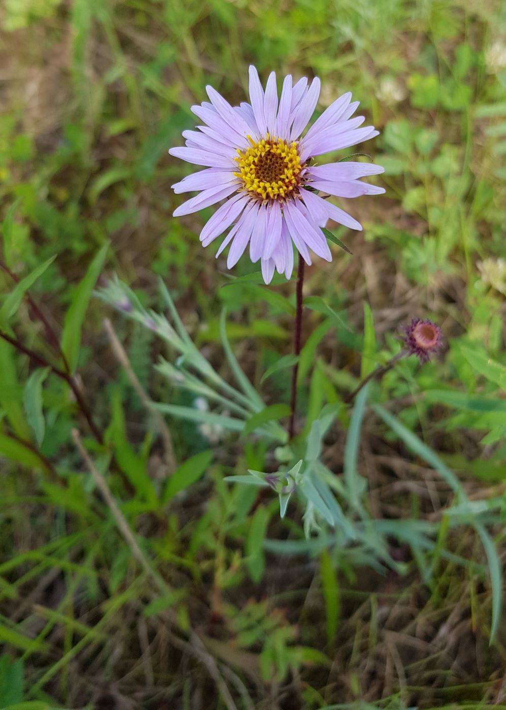 Изображение особи Aster sibiricus.