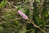 Bistorta officinalis. Верхушка цветущего растения. Костромская обл., Чухломской р-н, окр. дер. Титово, луг. 2 июня 2021 г.