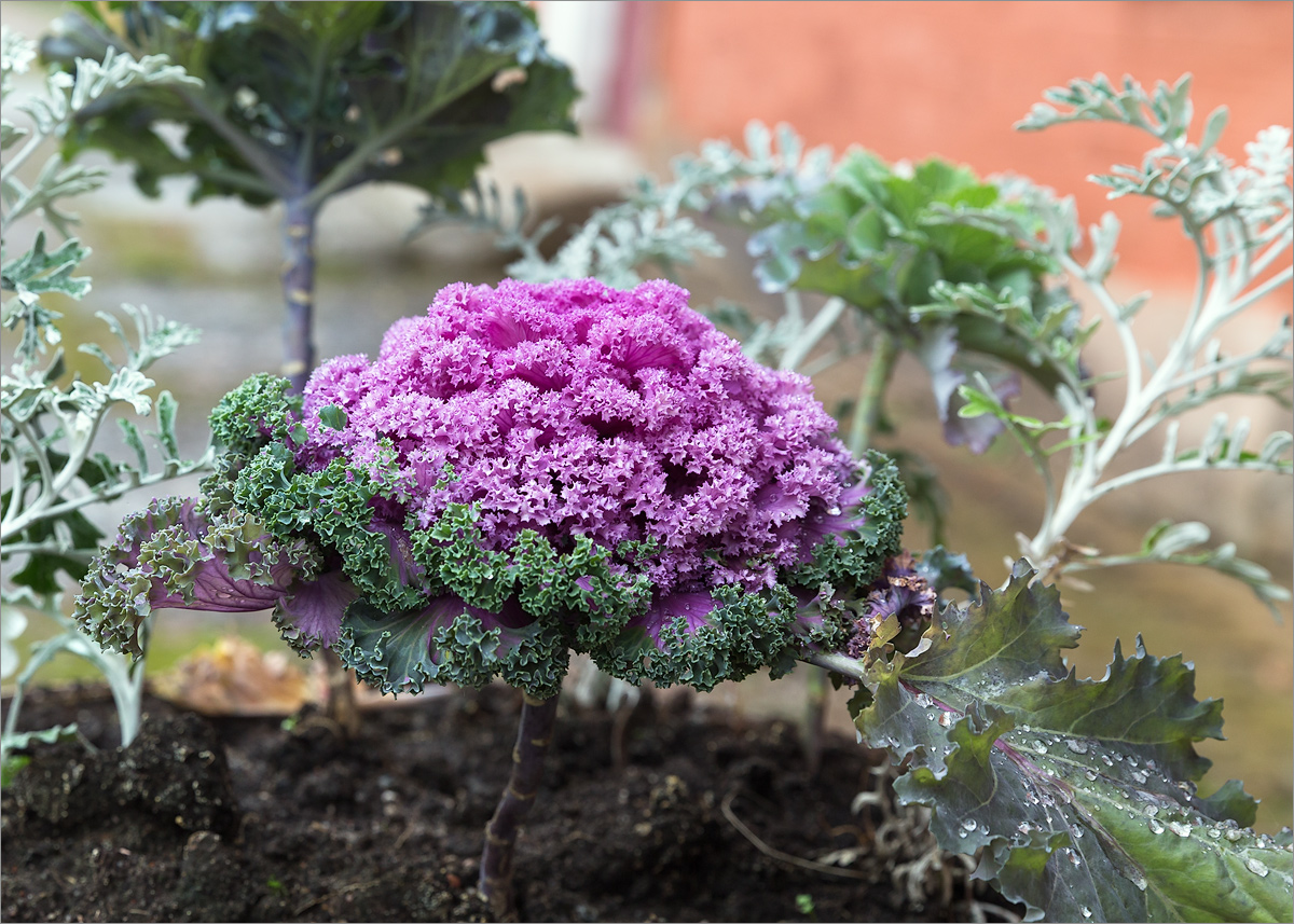 Изображение особи Brassica oleracea var. viridis.