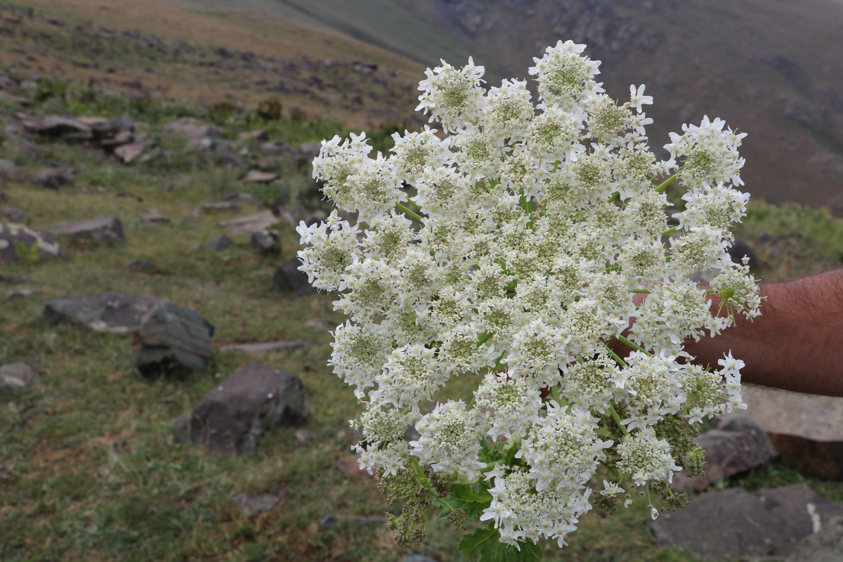 Изображение особи Heracleum albovii.