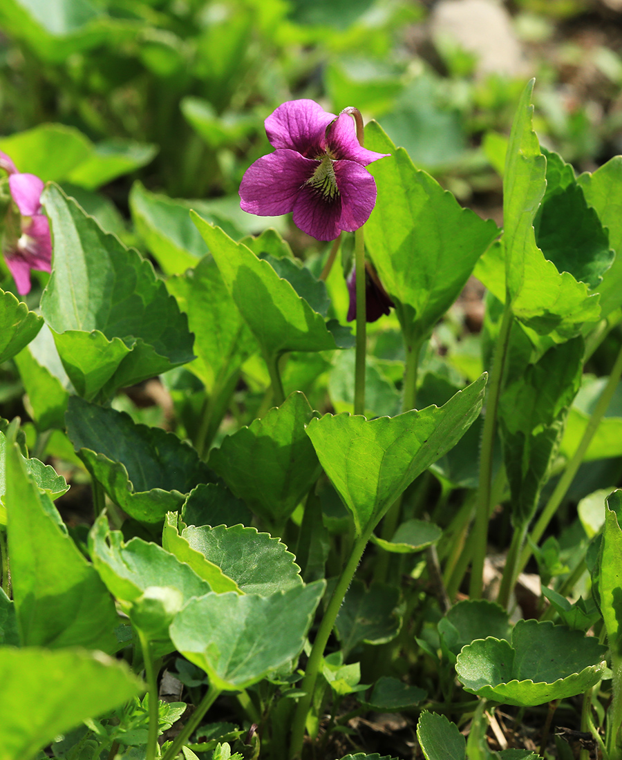 Image of Viola sororia specimen.