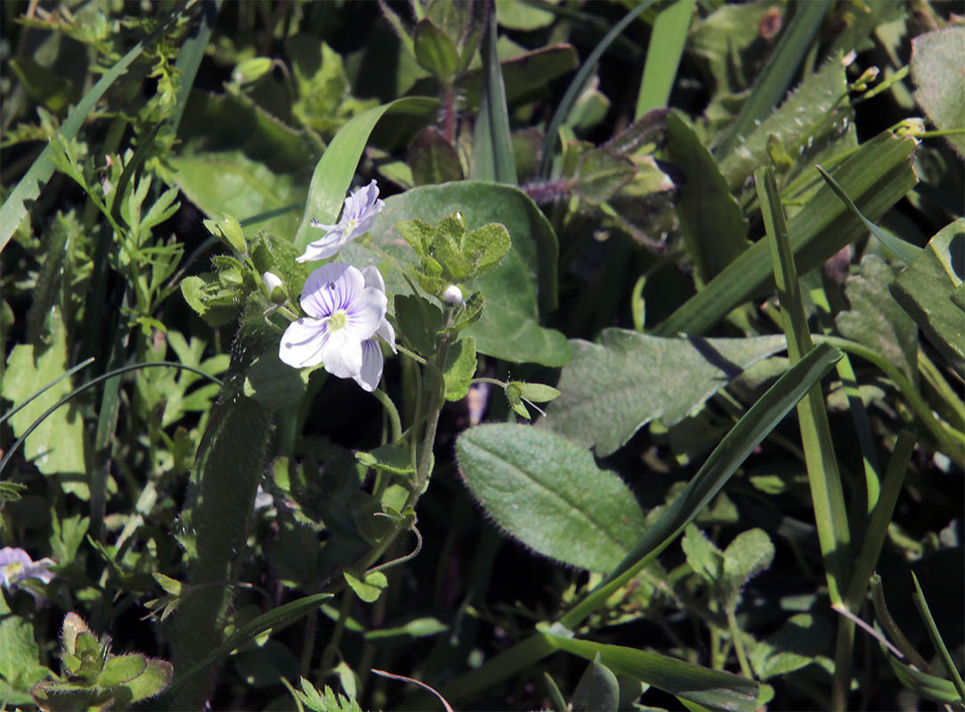 Image of genus Veronica specimen.