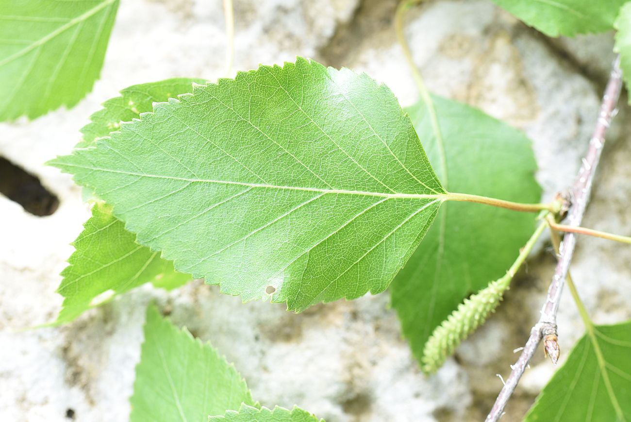 Image of Betula pendula specimen.