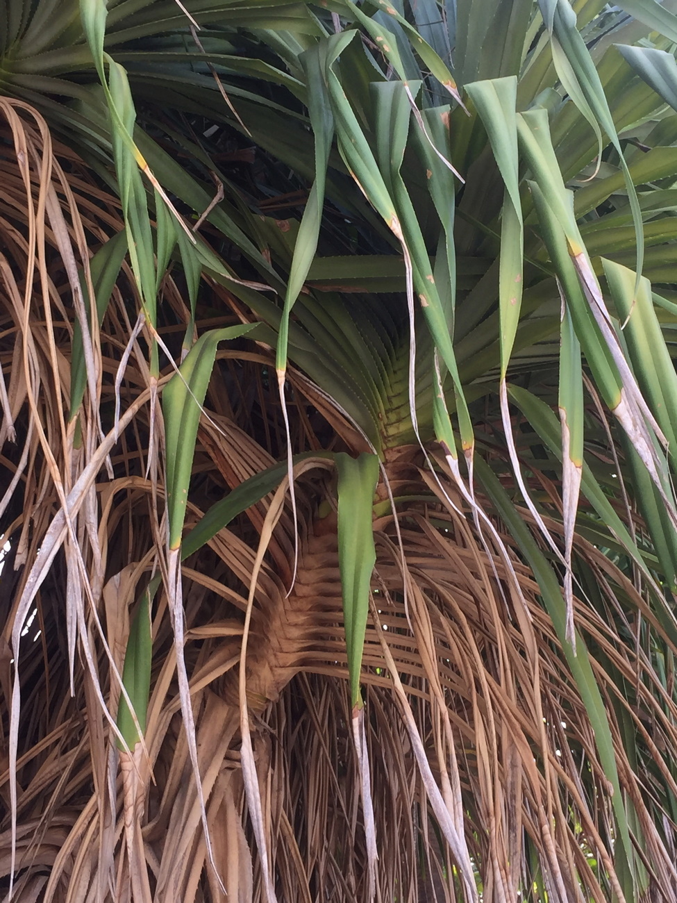 Image of Pandanus tectorius specimen.