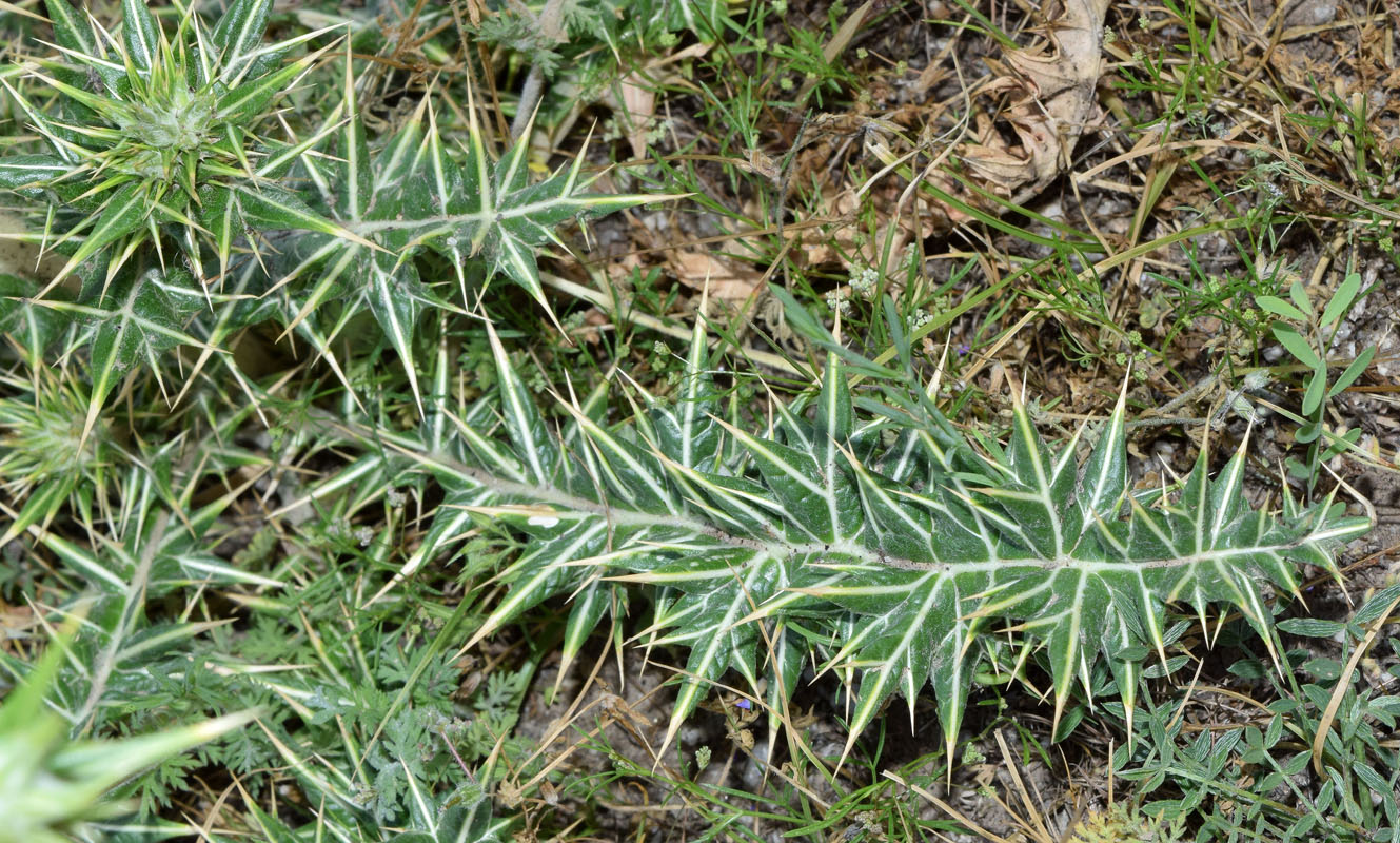 Image of Cousinia syrdarjensis specimen.