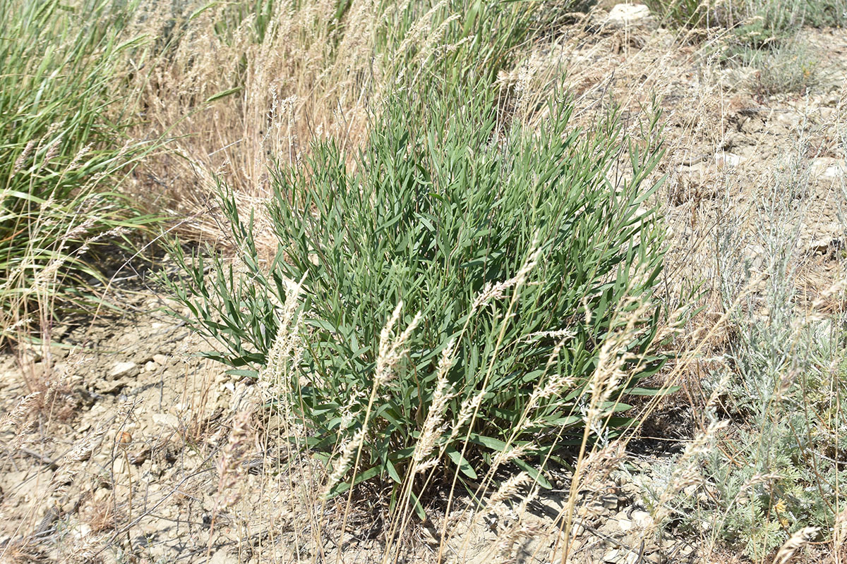 Image of Galatella biflora specimen.